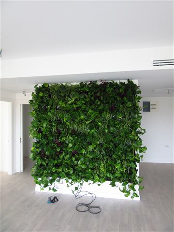 Grădină verticală cu plante naturale – Iancu Nicolae, foto 23 din 26